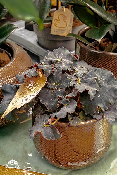 Begonia Rex 'Dark Mambo'
